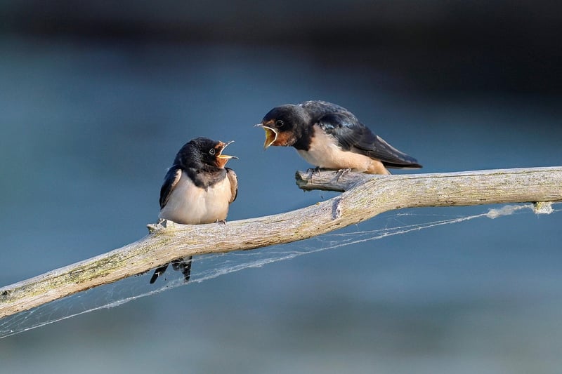 Hushed Conversations Image